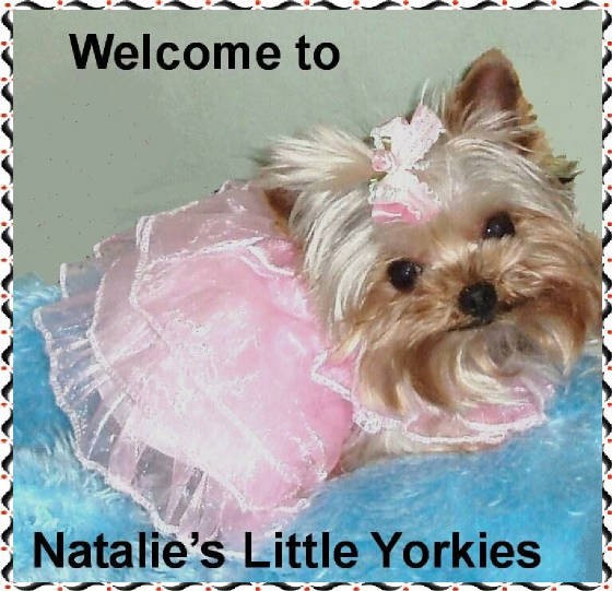 Natalie's Little Yorkies